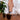 MOANET Sunglasses old fashion - MOANET